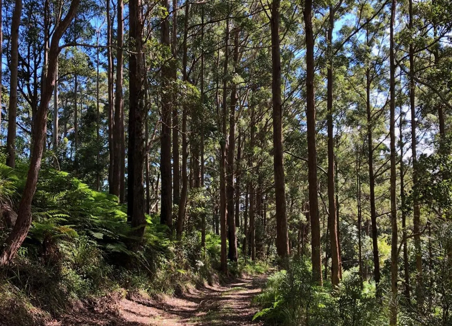 Chalet The Ridge At Maleny 3 Bedroom Executive Residence